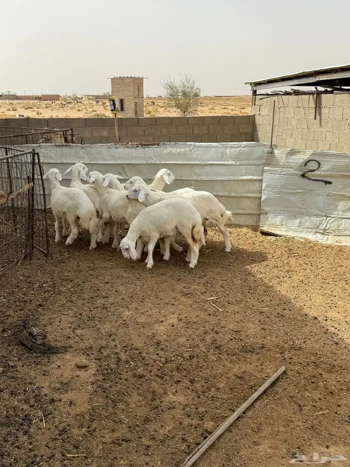رخال صنف فطميات 5