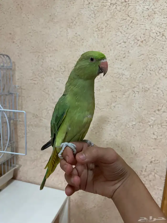 طير دره هندي أليف تم البيع 3