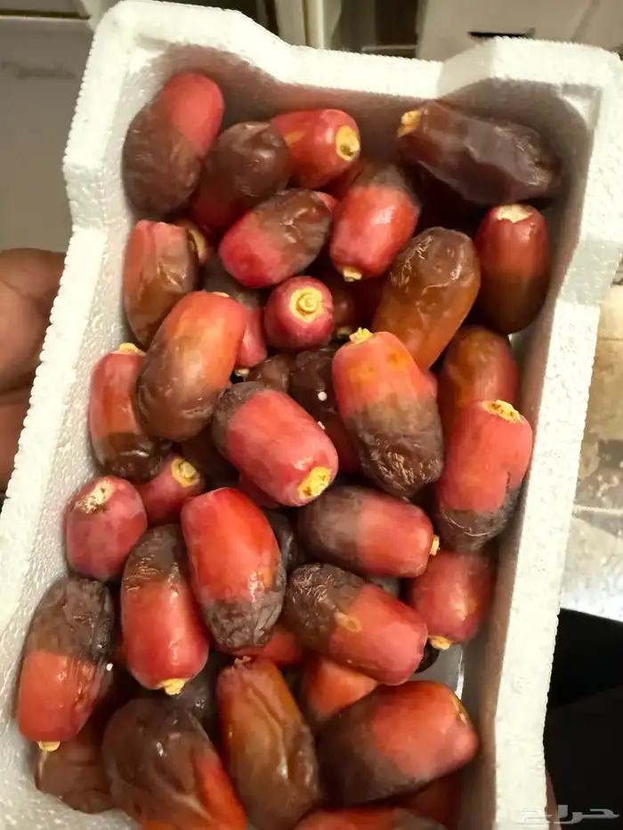 رطب حلوة خيبر 0