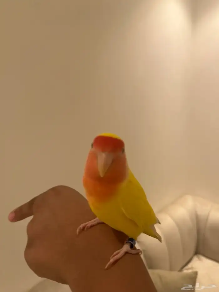 ببغاء الروز 2