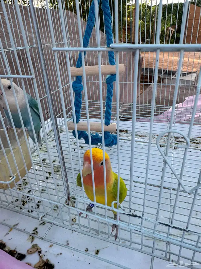للبيع جوز روز مع الشبك 1