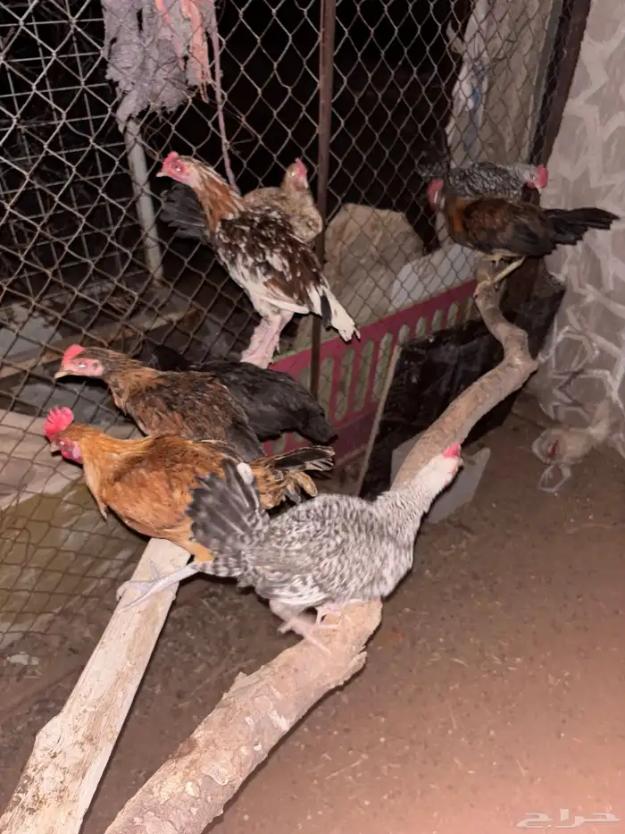 للبيع دجاج ديكة 0