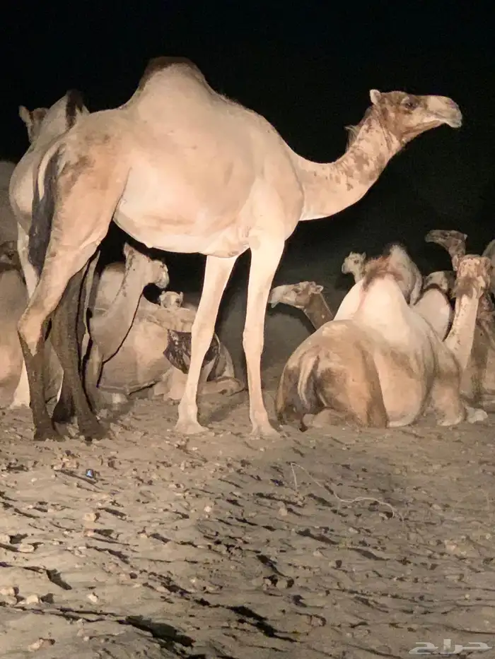 القنفدة القوز الجرد 2