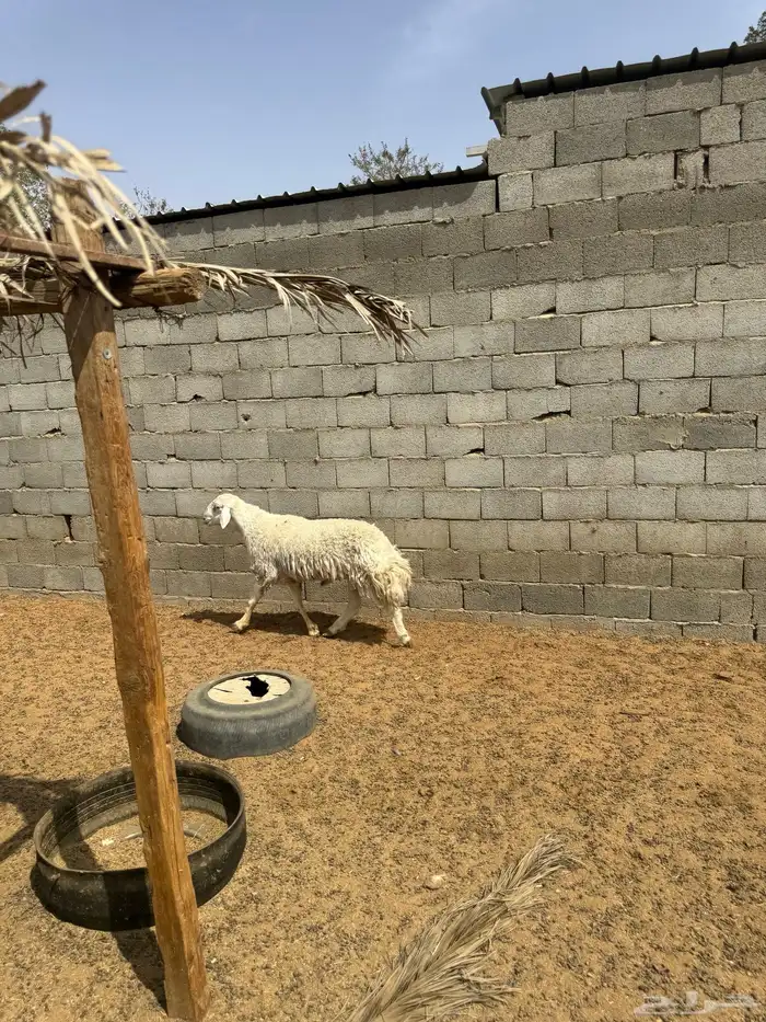 فحل حري طيب 2