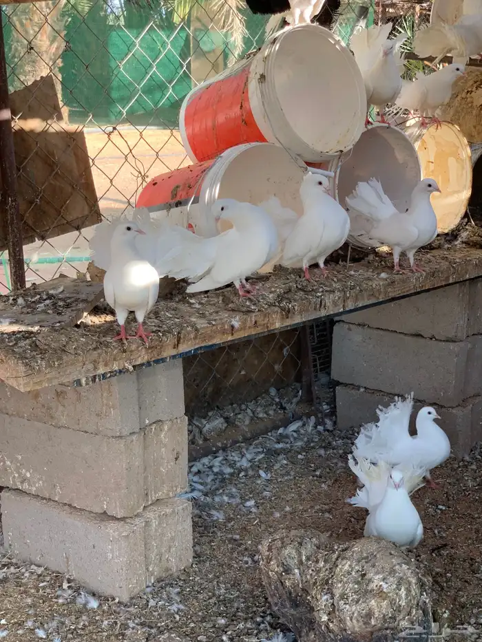 حمام زينه هزازي رقاص 5