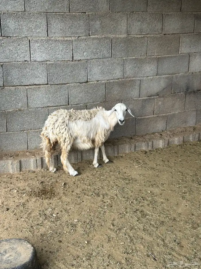 قلوه الغبشه 1
