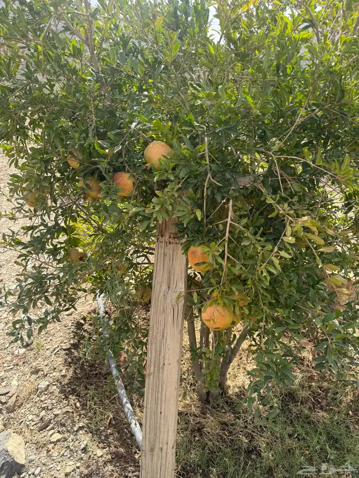 اشجار رمان للبيع 1