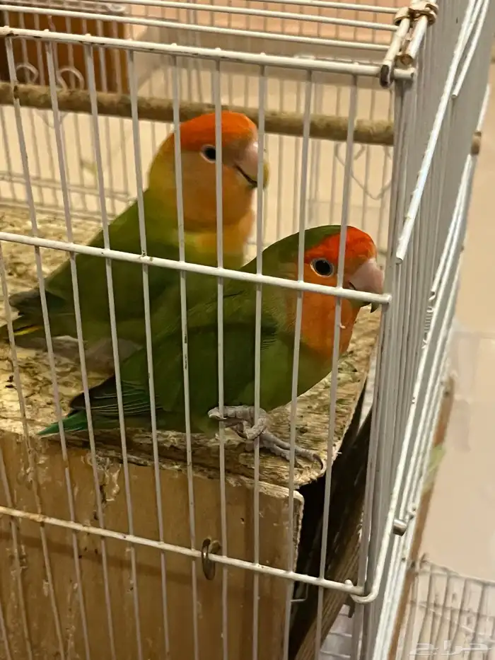 للبيع روز 1