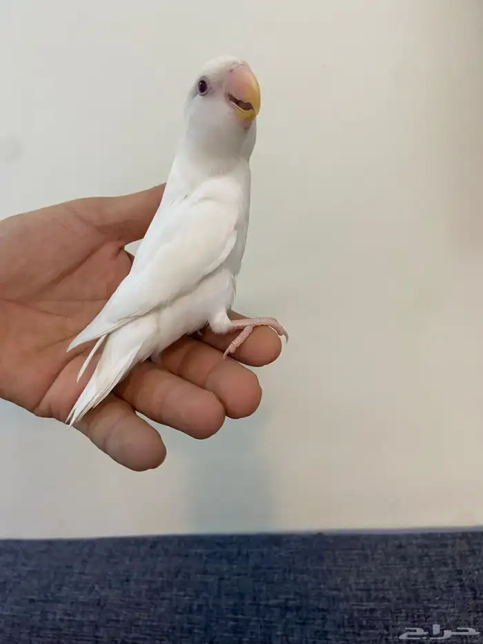 روز ابيض 0