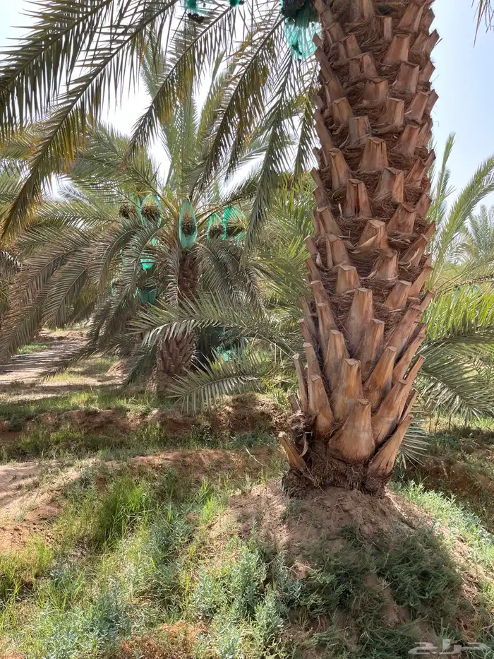 للبيع تمر سري الموقع  الجوبه 0
