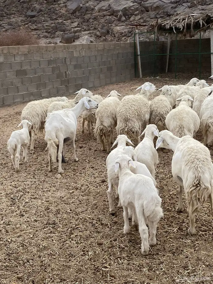 غنم حريات طيبه خلفات ودفيع بفحلها 7