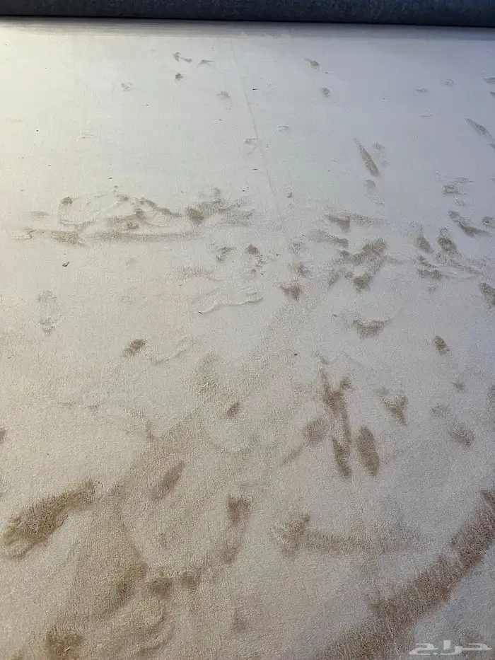 سجاد فرش مساجد موكيت مشمعات 12