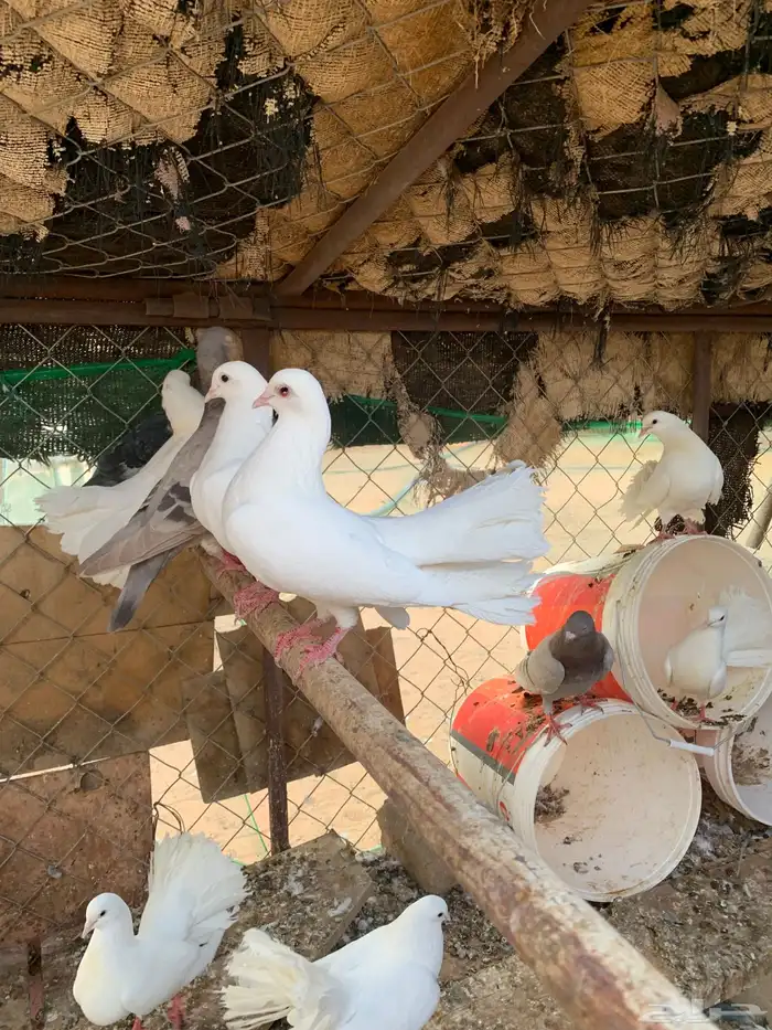حمام زينه هزازي رقاص 12