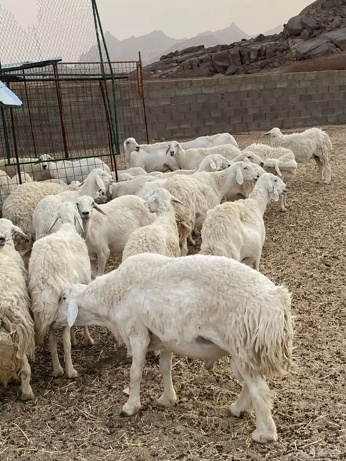 غنم حريات طيبه خلفات ودفيع بفحلها 2