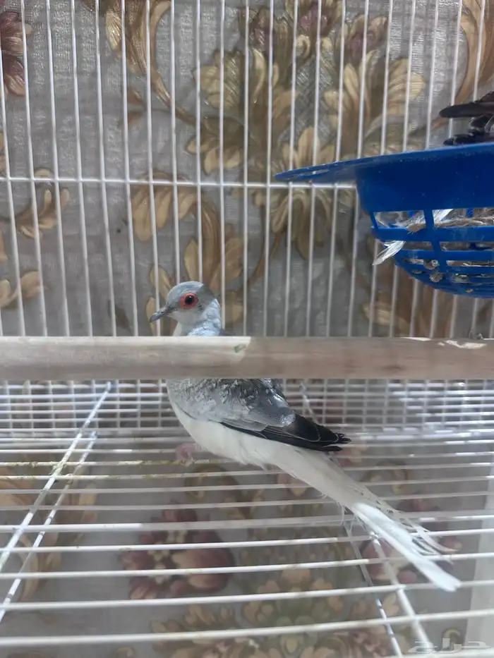 يمام ماسي 0