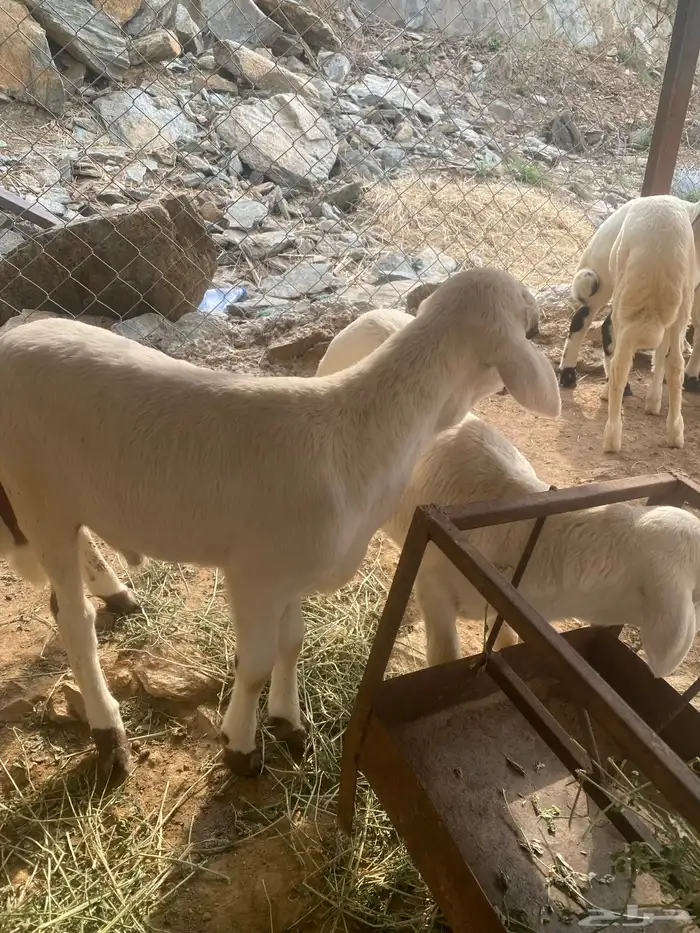 فران تربيه 0