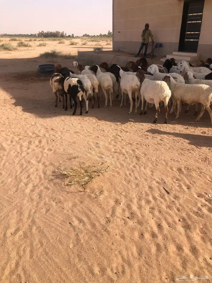 بيع برابر مهاجين 2