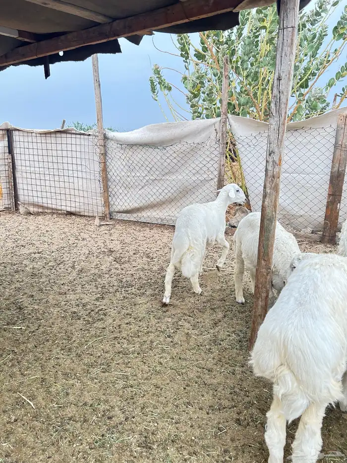 ذبايح حريه طليان و رخال 5