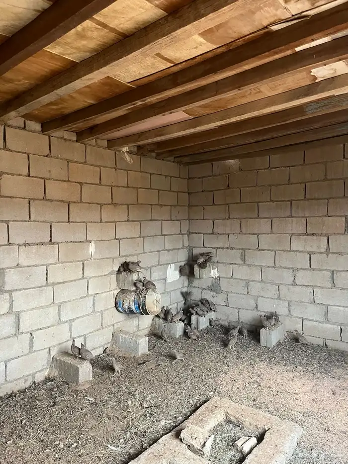 حجل منتج العدد 66 2