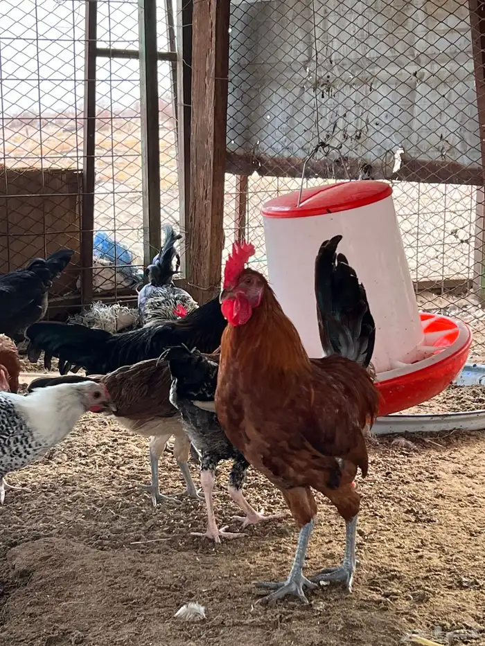 بيع ديكه بلدي شرط نظافه وصحه العمر تقريبا 6 شهور 7