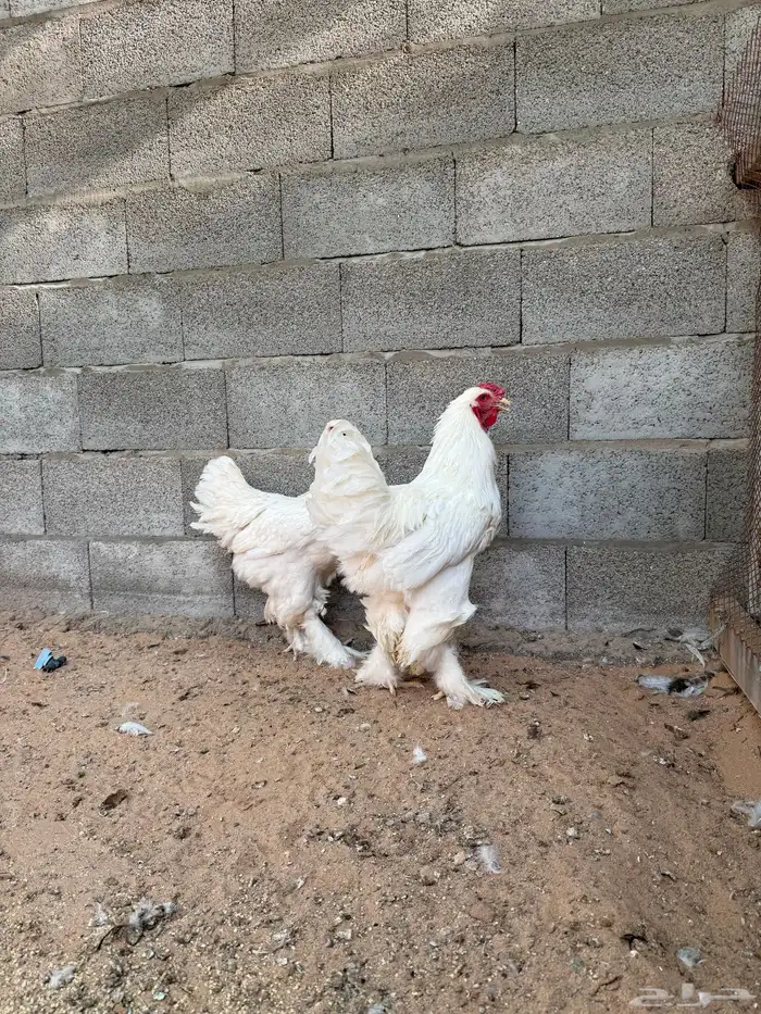 دجاج براهما 1