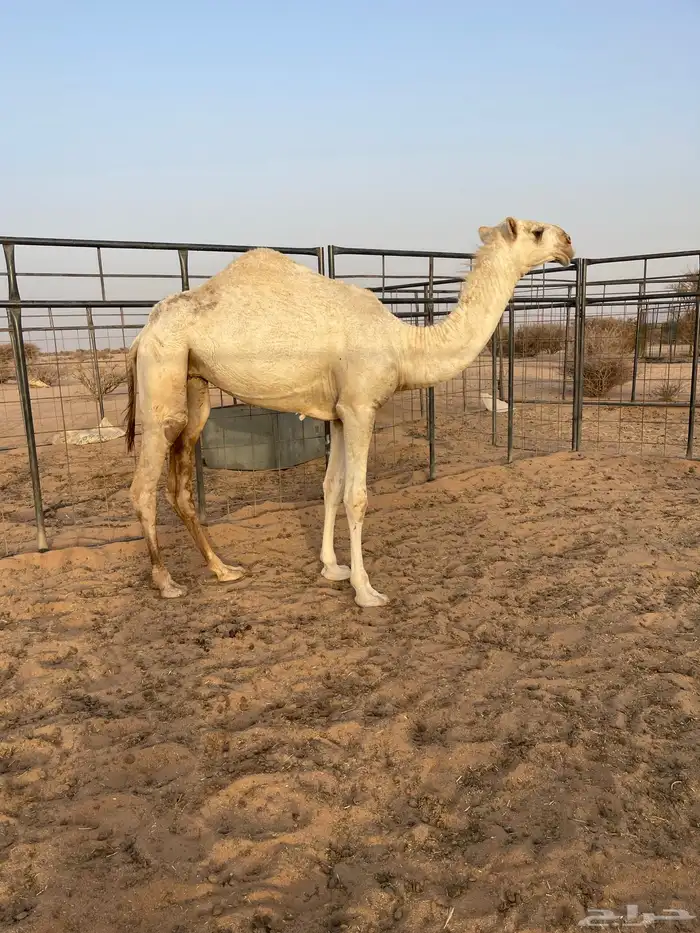 بكرة مفرودة كفو 3