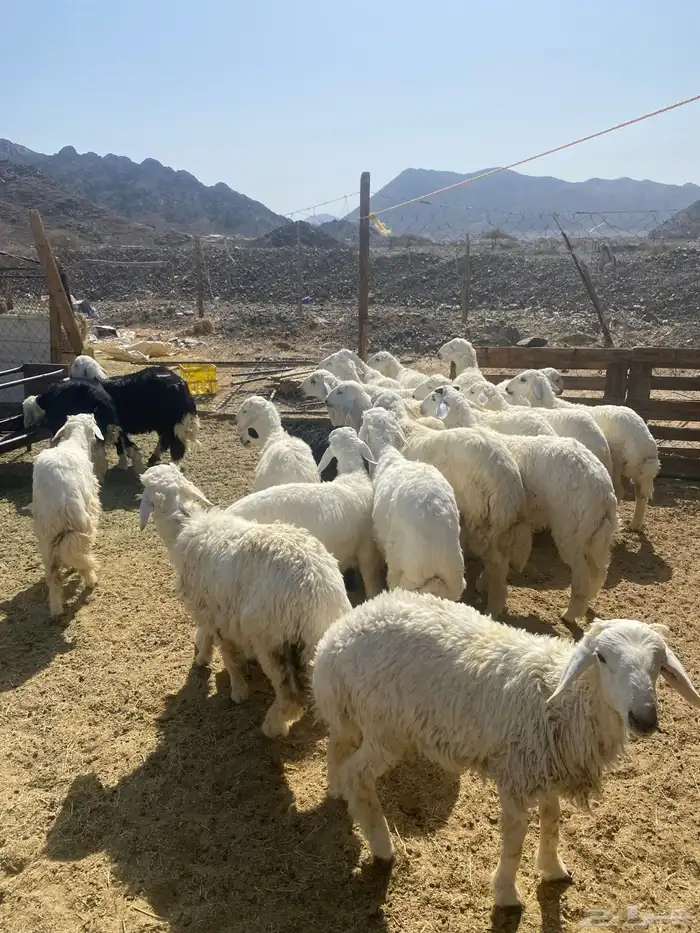 العدد 17 فيها 3 رخال الباقي طليان كلش جذع مراح ذبايح 0