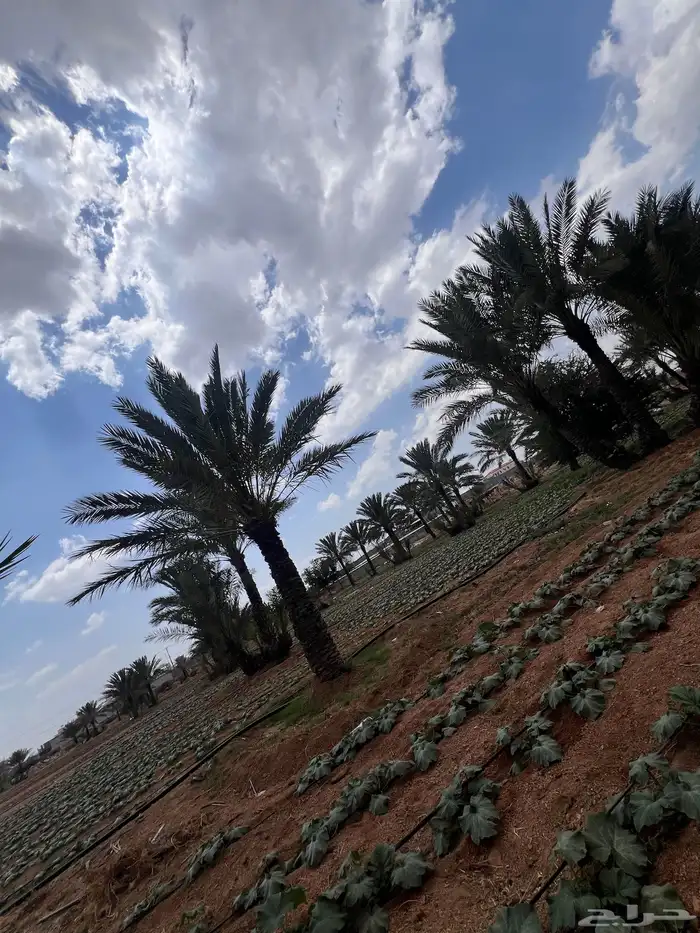 يوجد مزارع مجهزة وغيرها للاستفسار 0