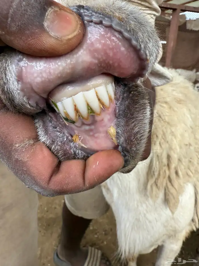 للبيع فحل حري مشروط 6
