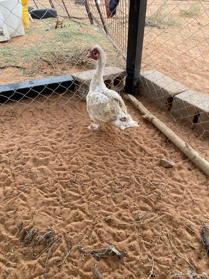 للبيع بط بح مصوي بيض 6