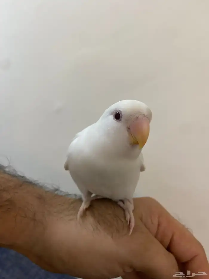 روز ابيض 1