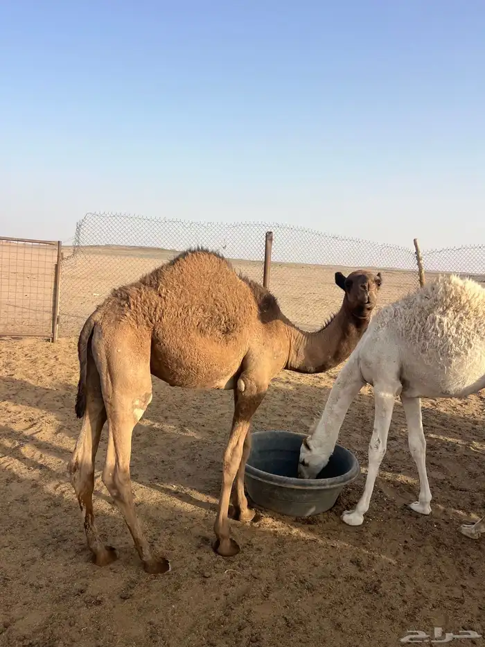 حشو قعدان 2