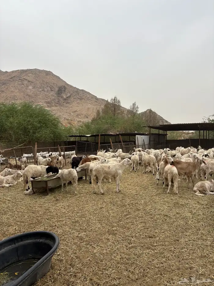 طليان سواكن دمازين 1