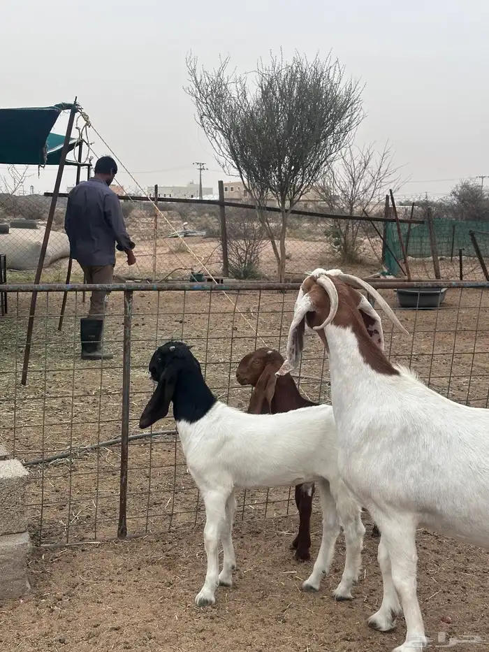 عنز مشروكه تحتها تيس وجفره 3