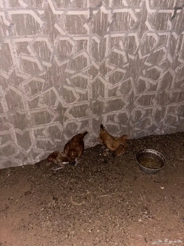 للبيع دجاج ديكة 1