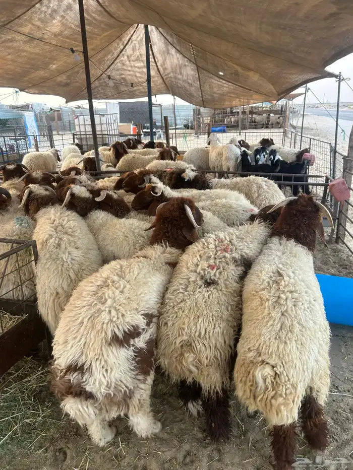 نعيم جبر فاخر ووسط فاخر 1