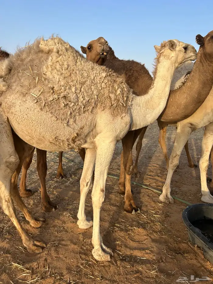 بكره باتليه للبيع 1