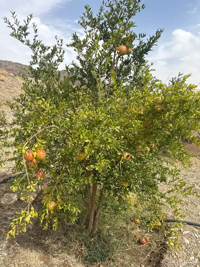 اشجار رمان للبيع 7