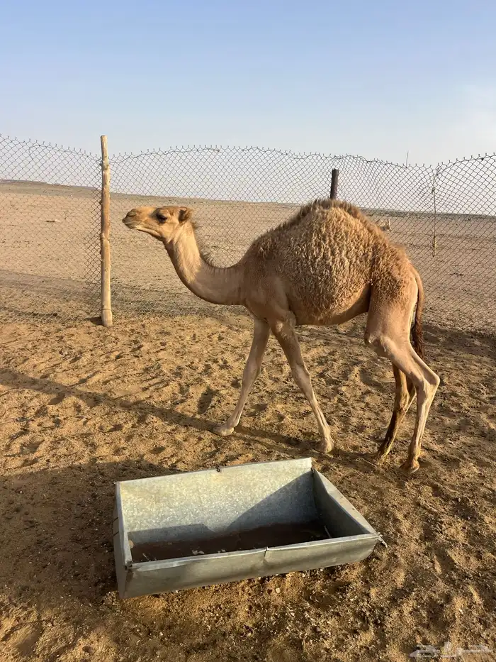 حشو قعدان 3