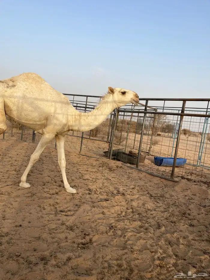 بكرة مفرودة كفو 4