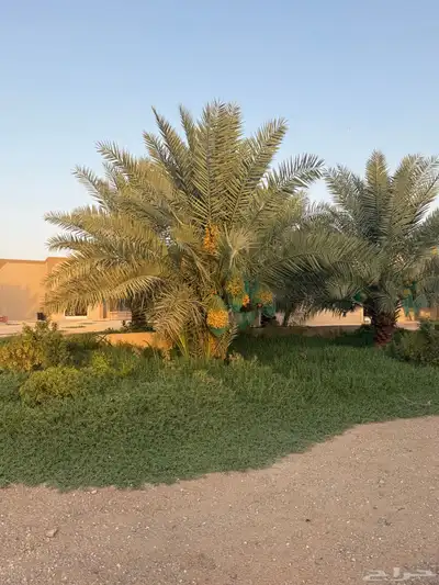 مزرعه للايجار 0