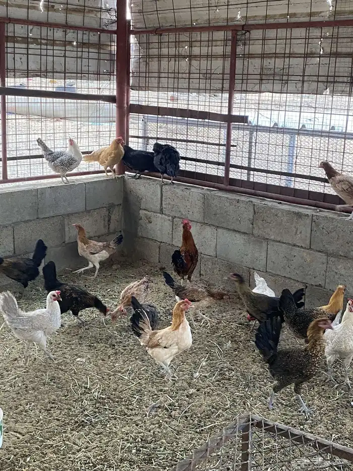 دجاج بلدي وفيومي بياض 14