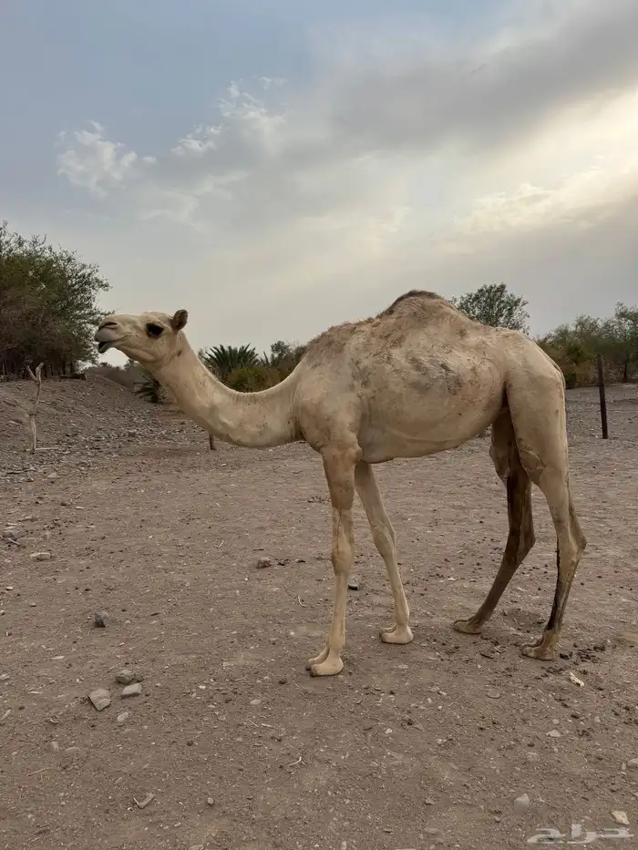 بكره لاب السيف بن زومان لام مهجنه 2