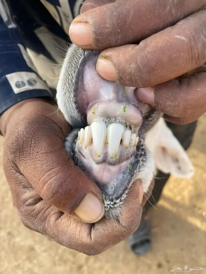 فحل حري طيب 1