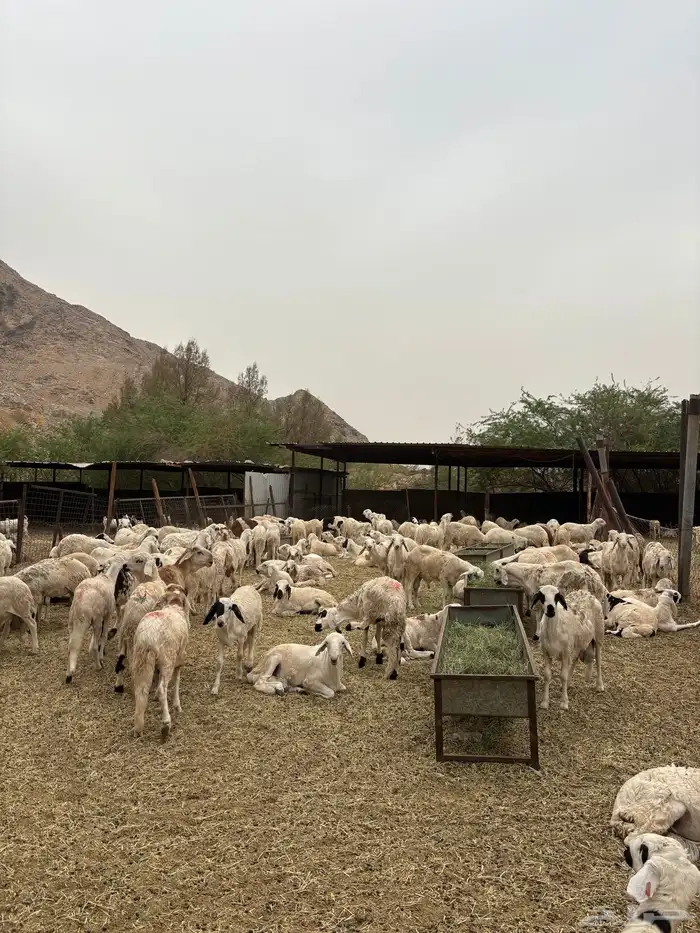 طليان سواكن دمازين 2