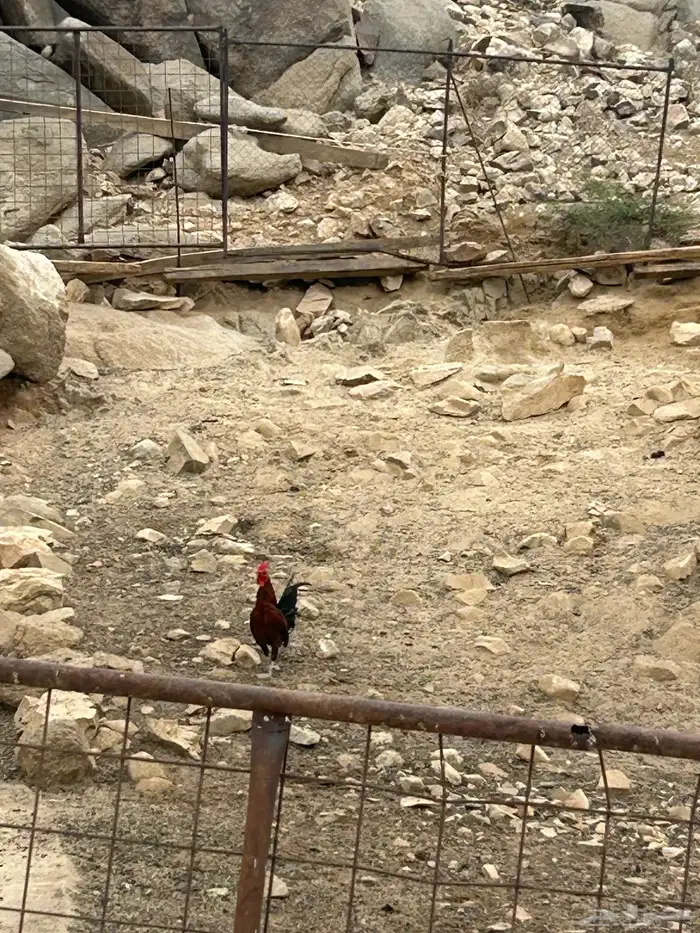 ديكه ذكران 2