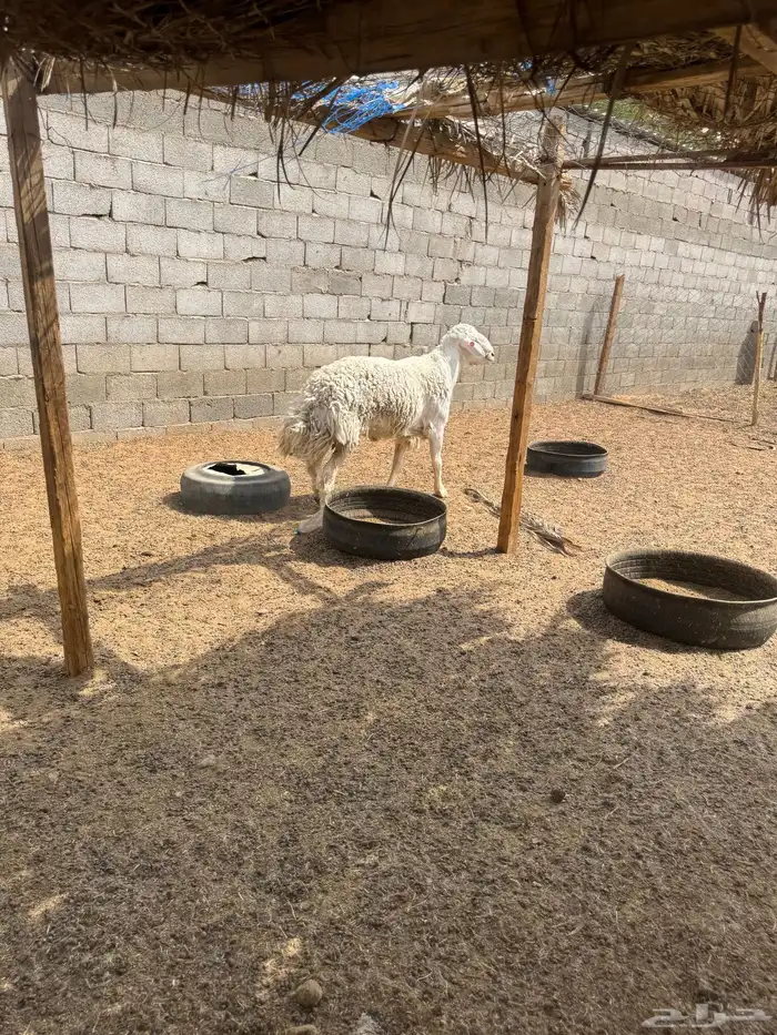 فحل رباع صنف مشروط من كل شي 1