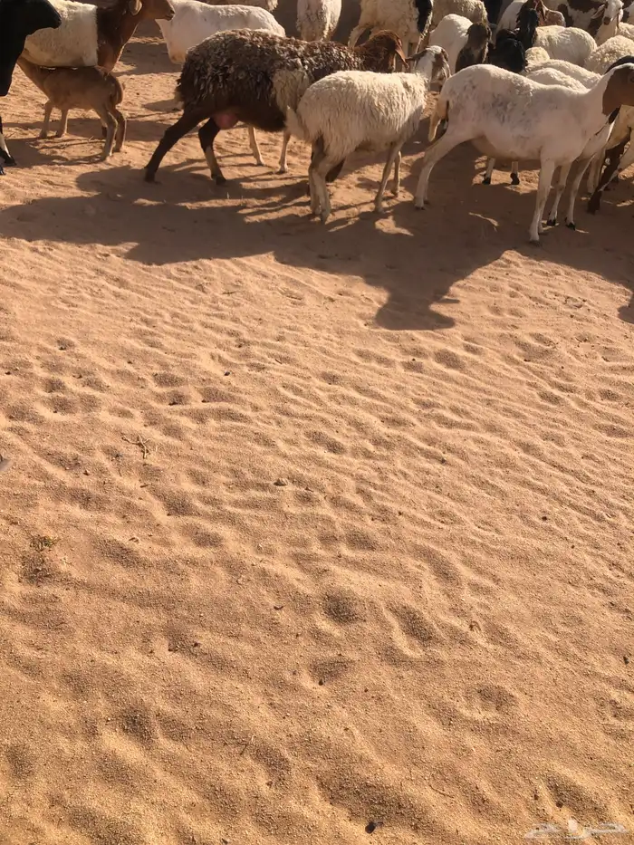 بيع برابر مهاجين 0