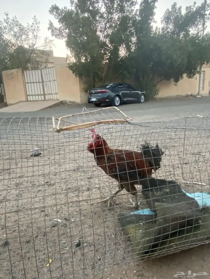 ديك للبيع 1