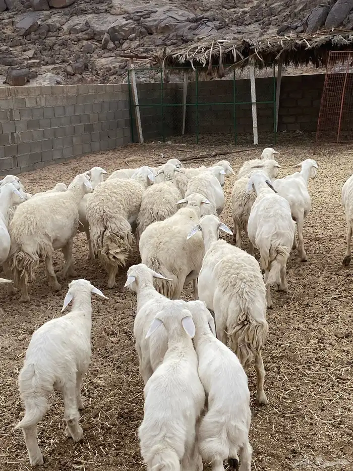 غنم حريات طيبه خلفات ودفيع بفحلها 5